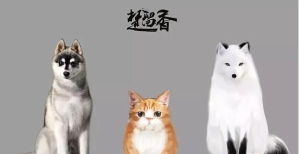 楚留香手游
