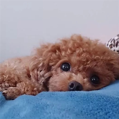 《姬魔恋战纪》周瑜的忠犬系男友!